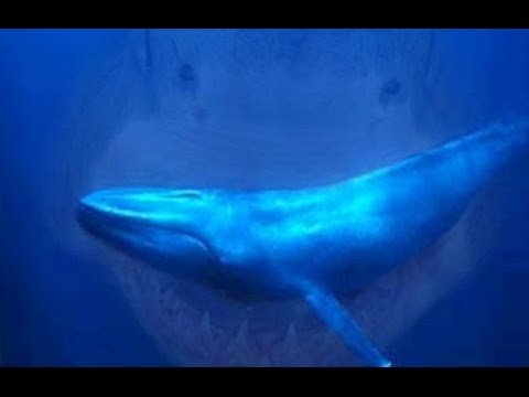 about megalodon